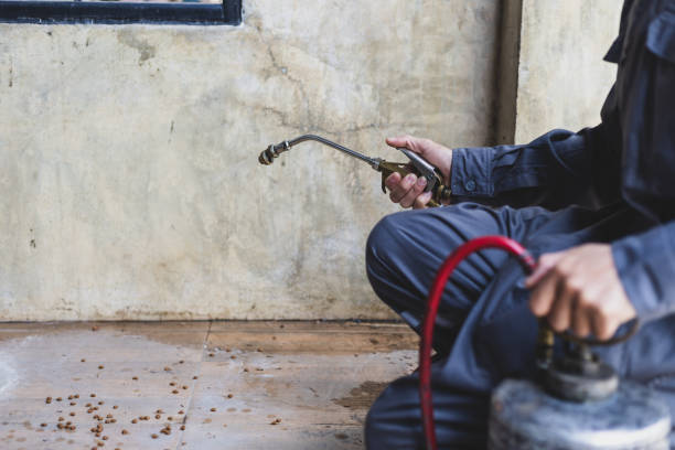 Best Termite Control Services  in West Columbia, TX